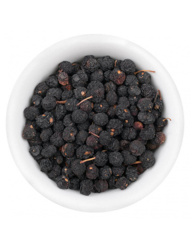 Tasmanian mountain pepper illustration