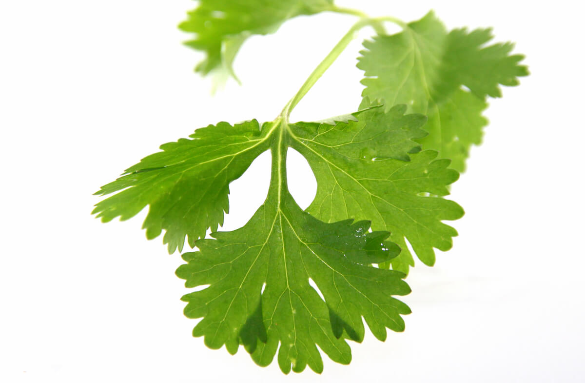 Coriander leaf Hartkorn Gewürzmühle Blog